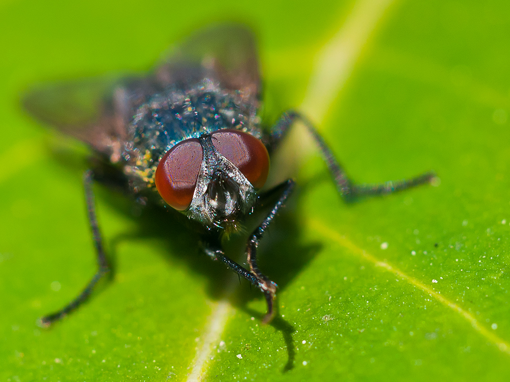 Fliege im Garten beim Händewaschen Foto & Bild tiere, wildlife