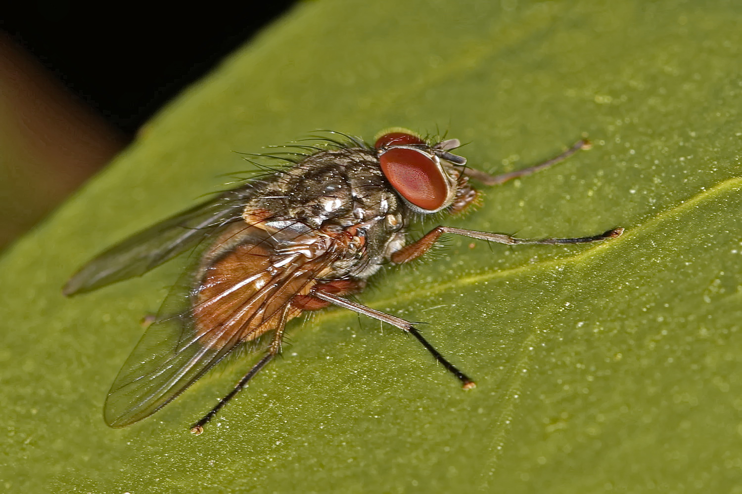 Fliege im Garten