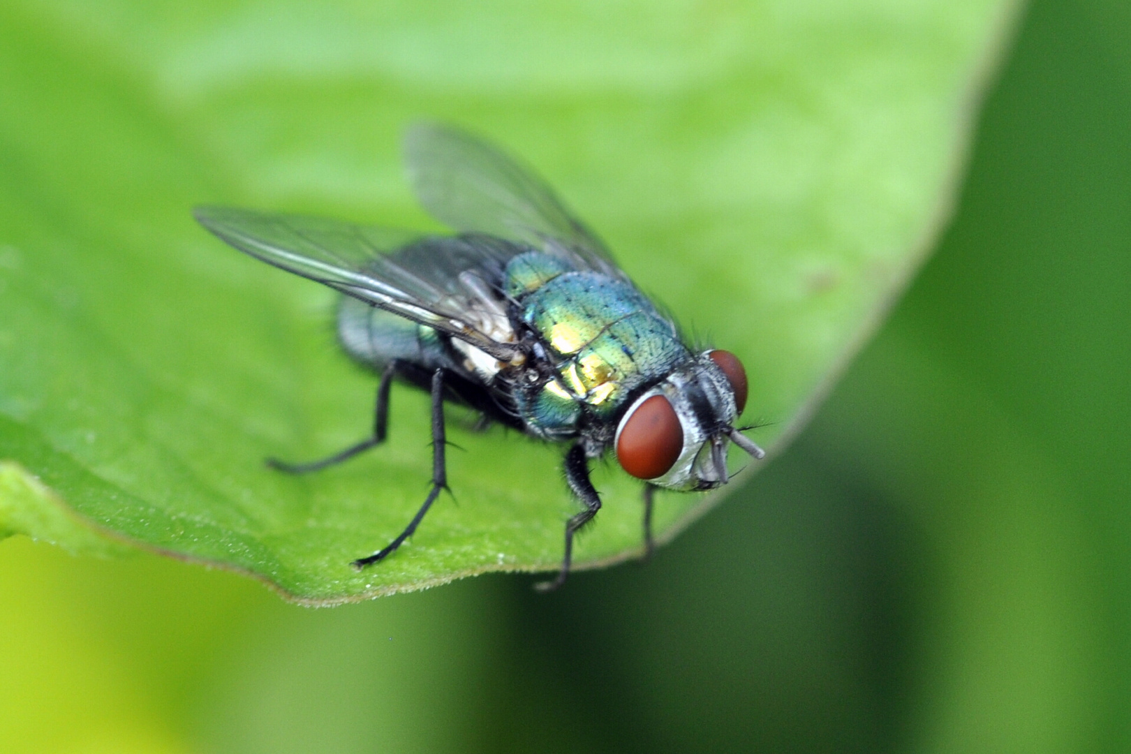 Fliege im Garten