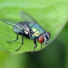 Fliege im Garten