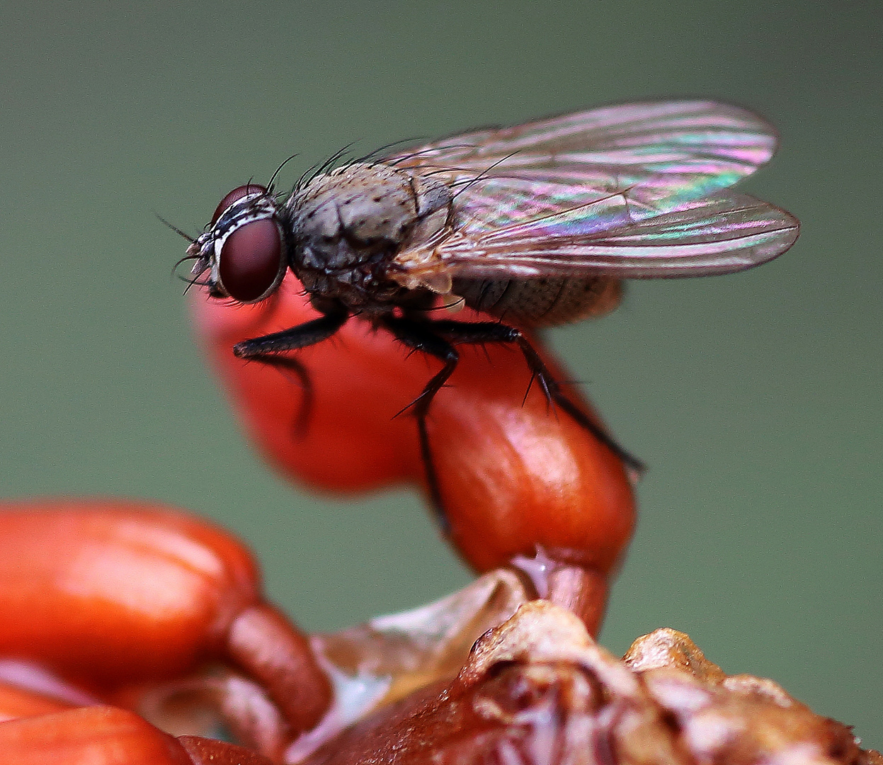 Fliege im Garten