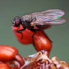 Fliege im Garten