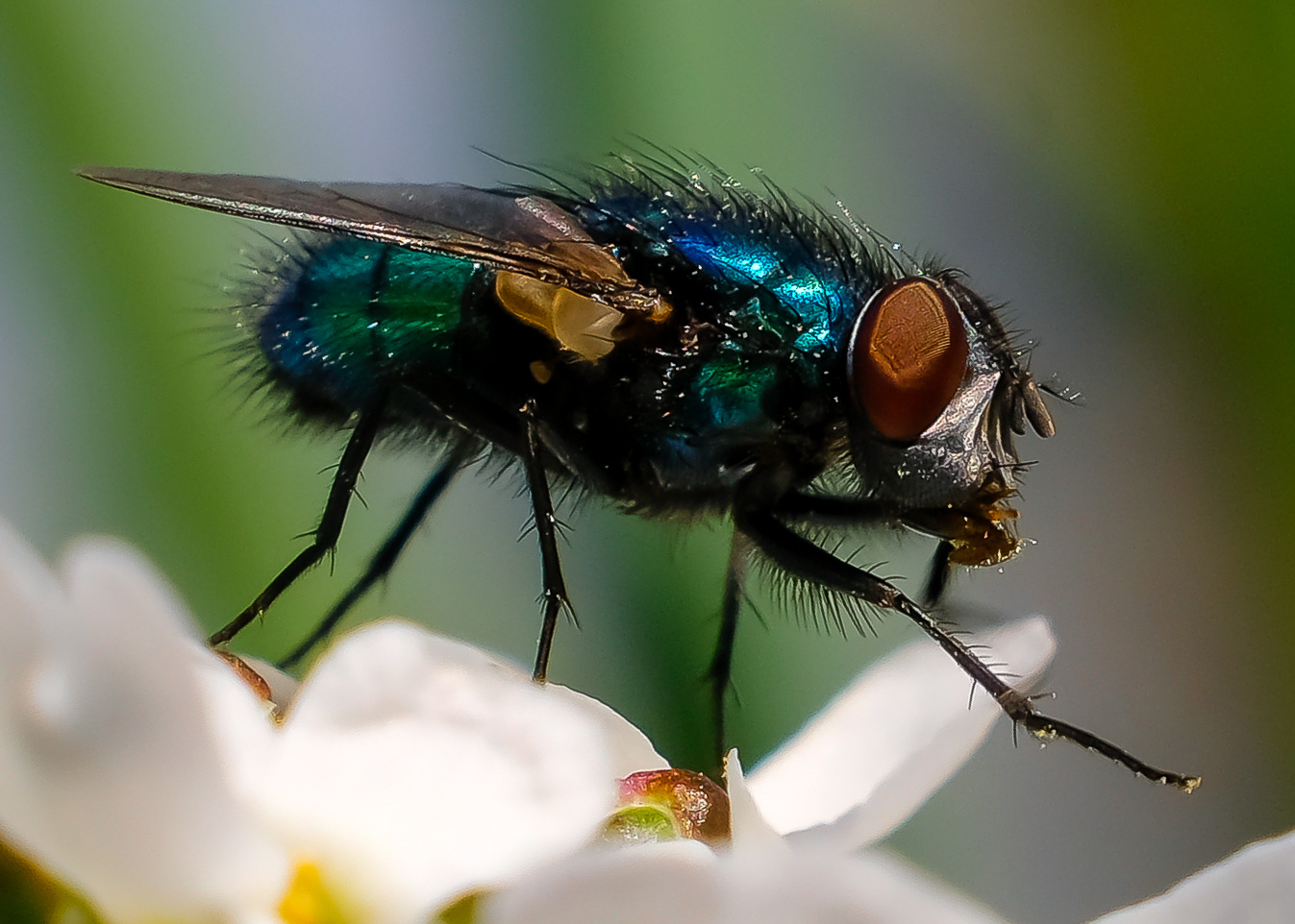 Fliege im Garten - Makro