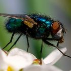 Fliege im Garten - Makro