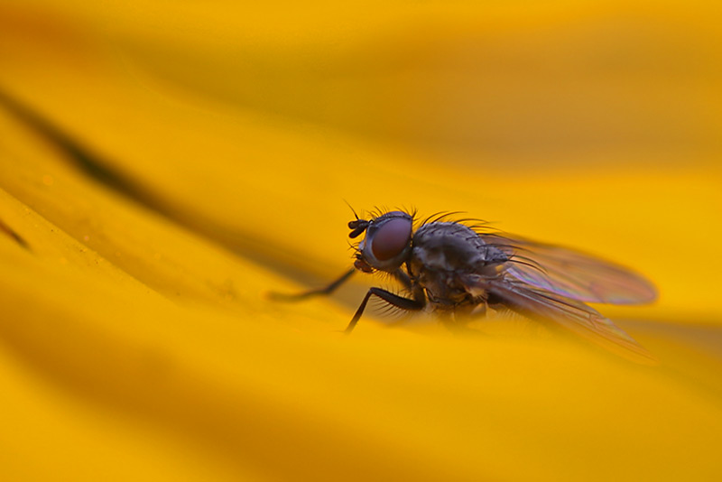 Fliege im Gelb-Rausch