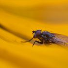 Fliege im Gelb-Rausch