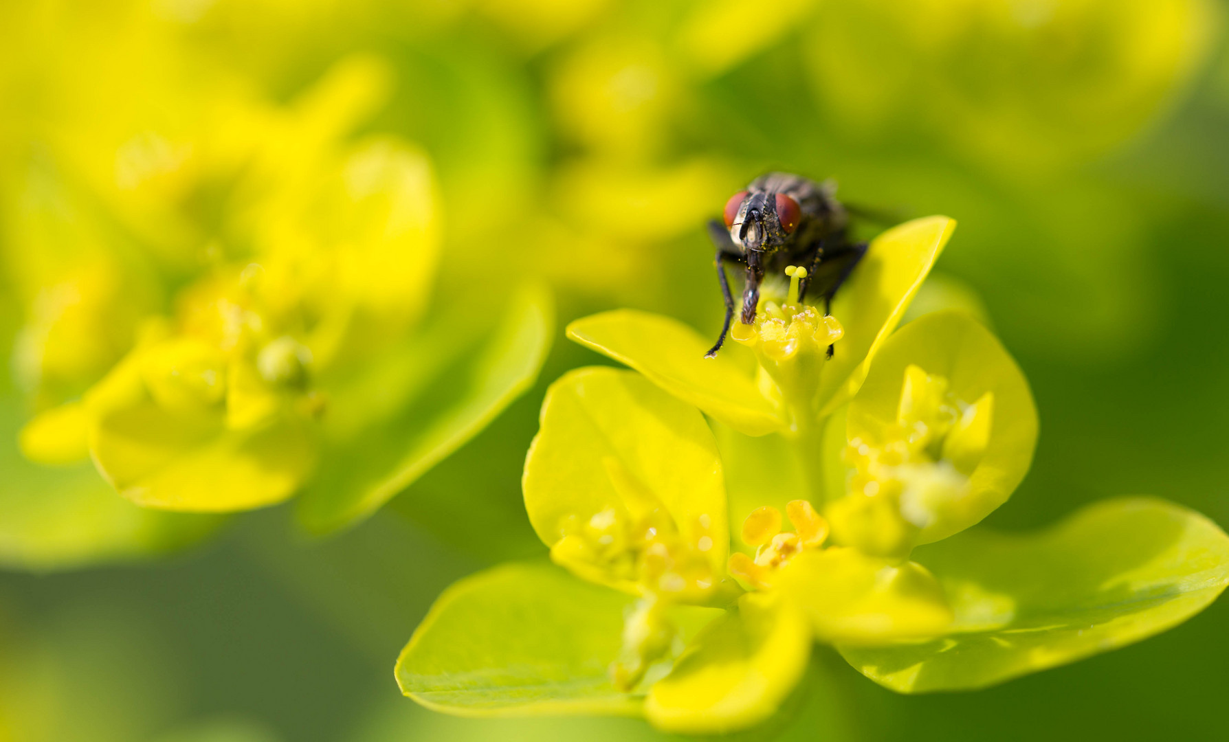 Fliege im gelben Blütenmeer