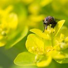 Fliege im gelben Blütenmeer