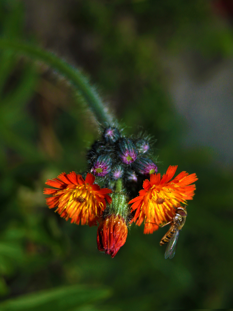 Fliege im Gesicht