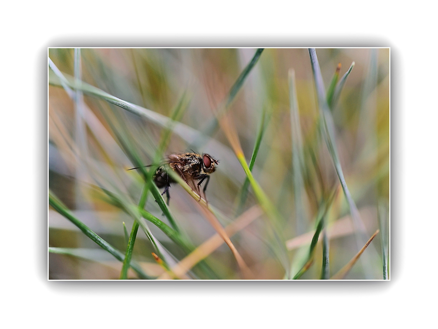 Fliege im Gras