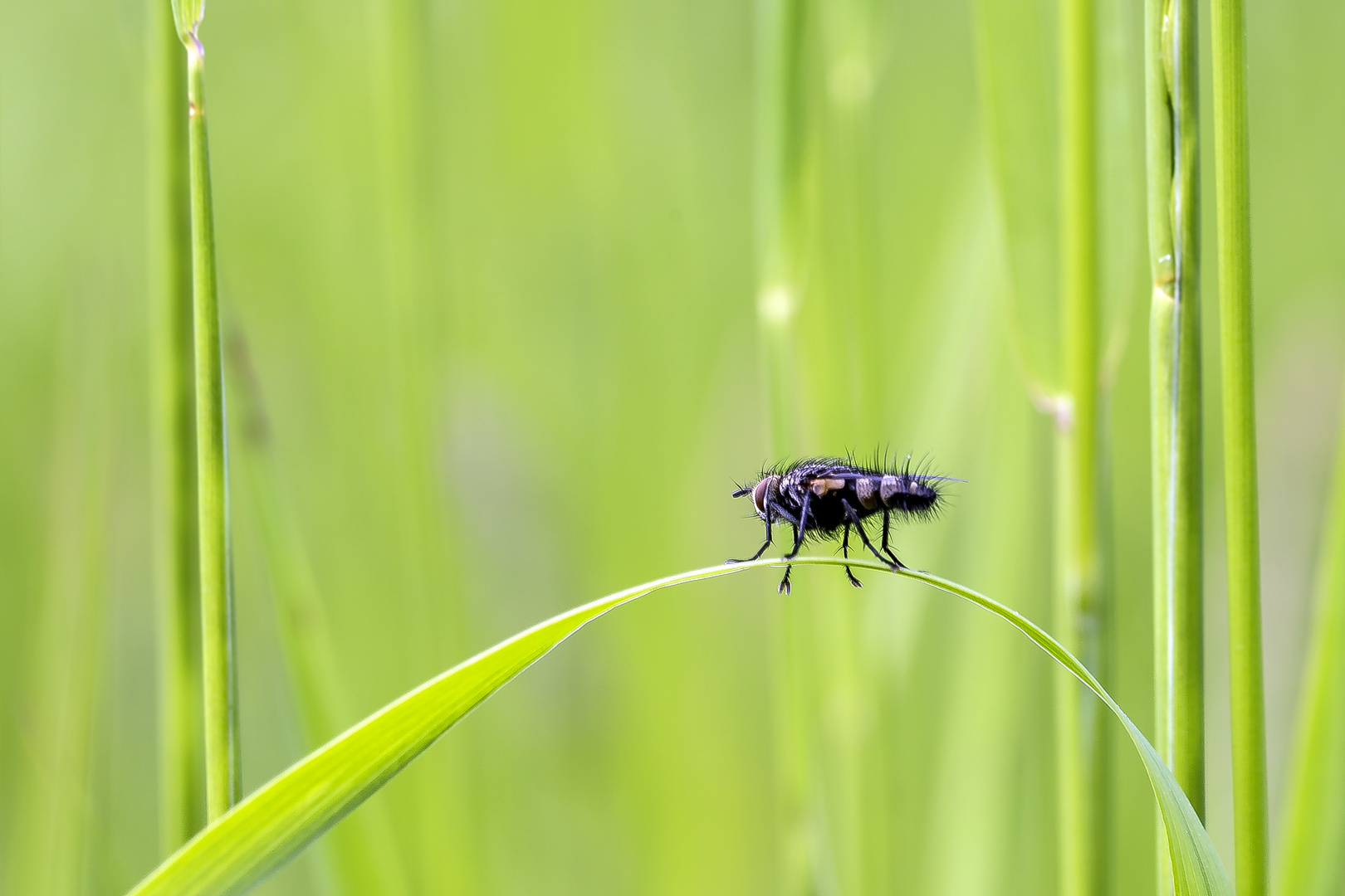 Fliege im Gras