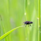 Fliege im Gras