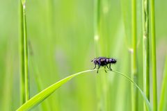 Fliege im Gras