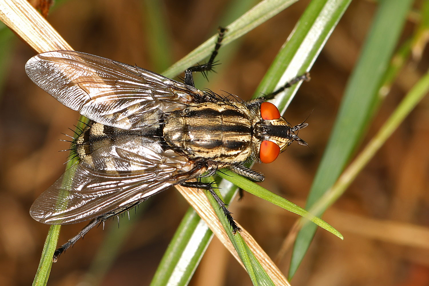 Fliege im Gras