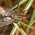 Fliege im Gras