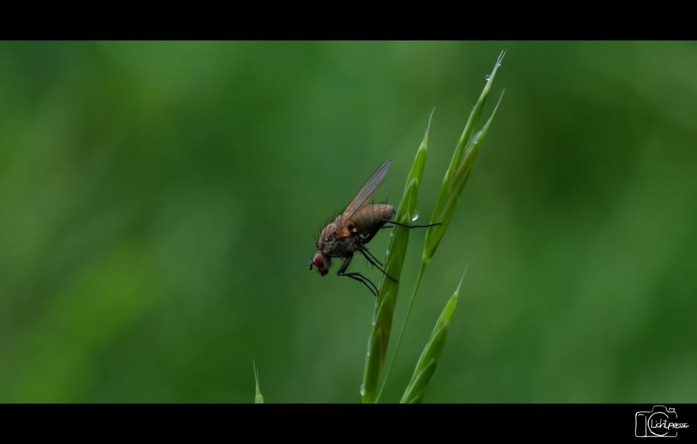 Fliege im Gras