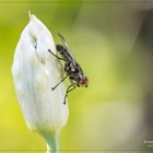 Fliege im Grün