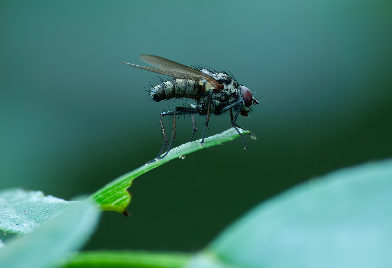 Fliege im Grün