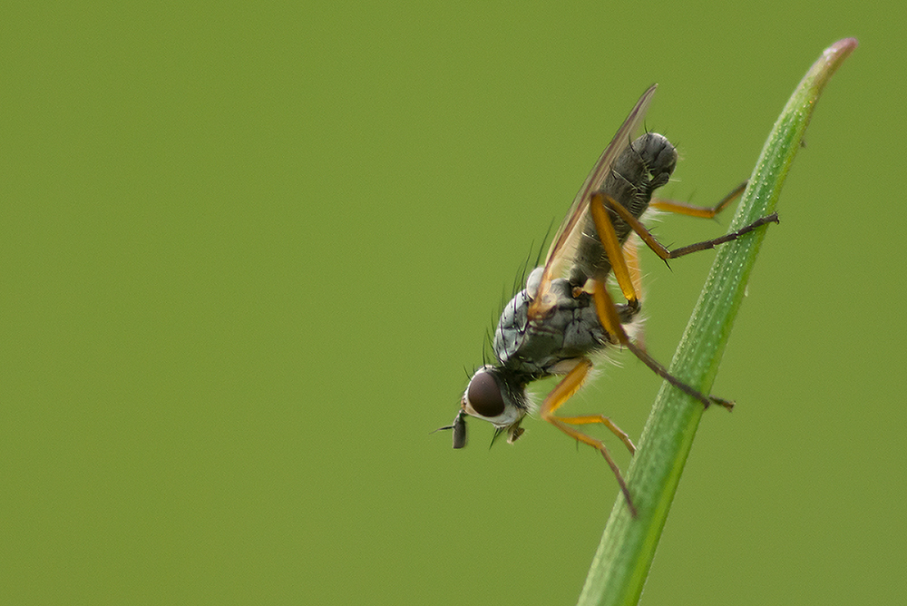 Fliege im Grünen