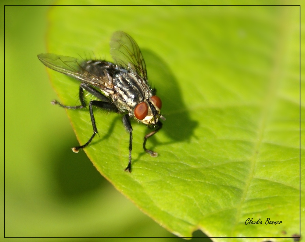 Fliege im Grünen