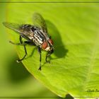 Fliege im Grünen