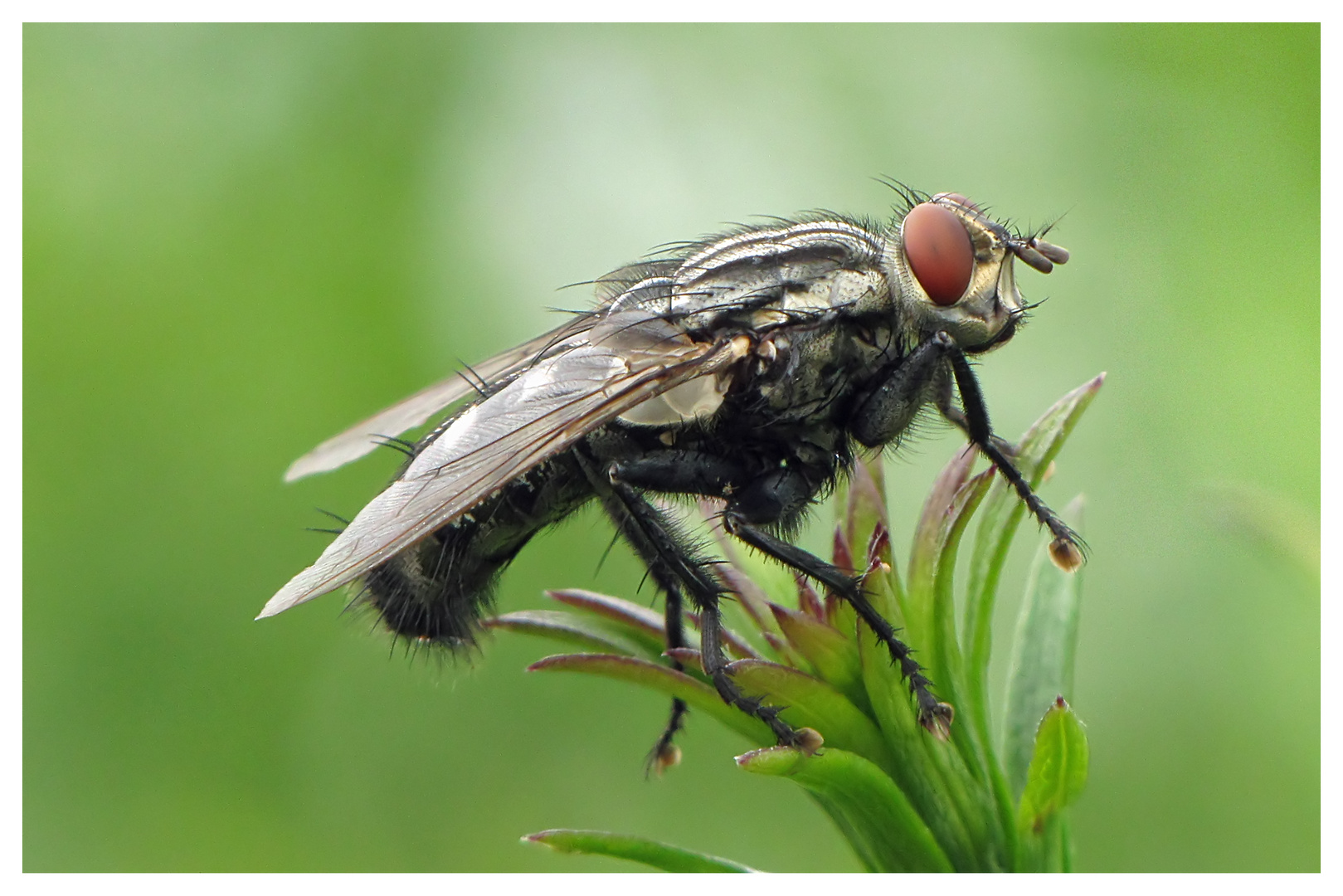 Fliege im Grünen