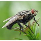 Fliege im Grünen