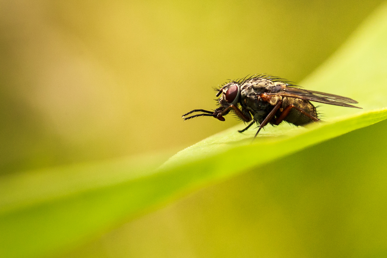 Fliege im Grünen