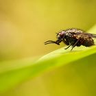 Fliege im Grünen