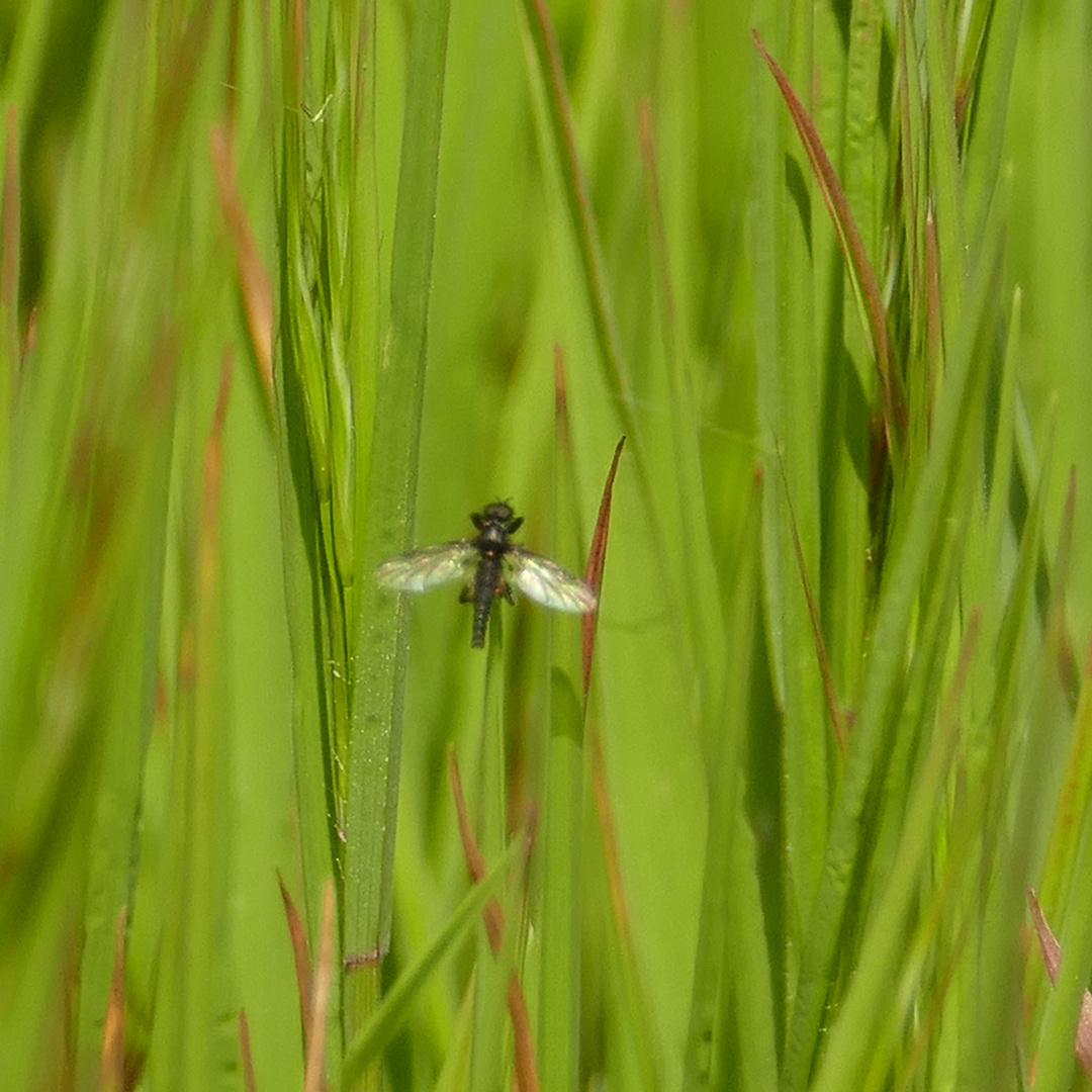 Fliege im Grünen 