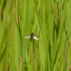 Fliege im Grünen 