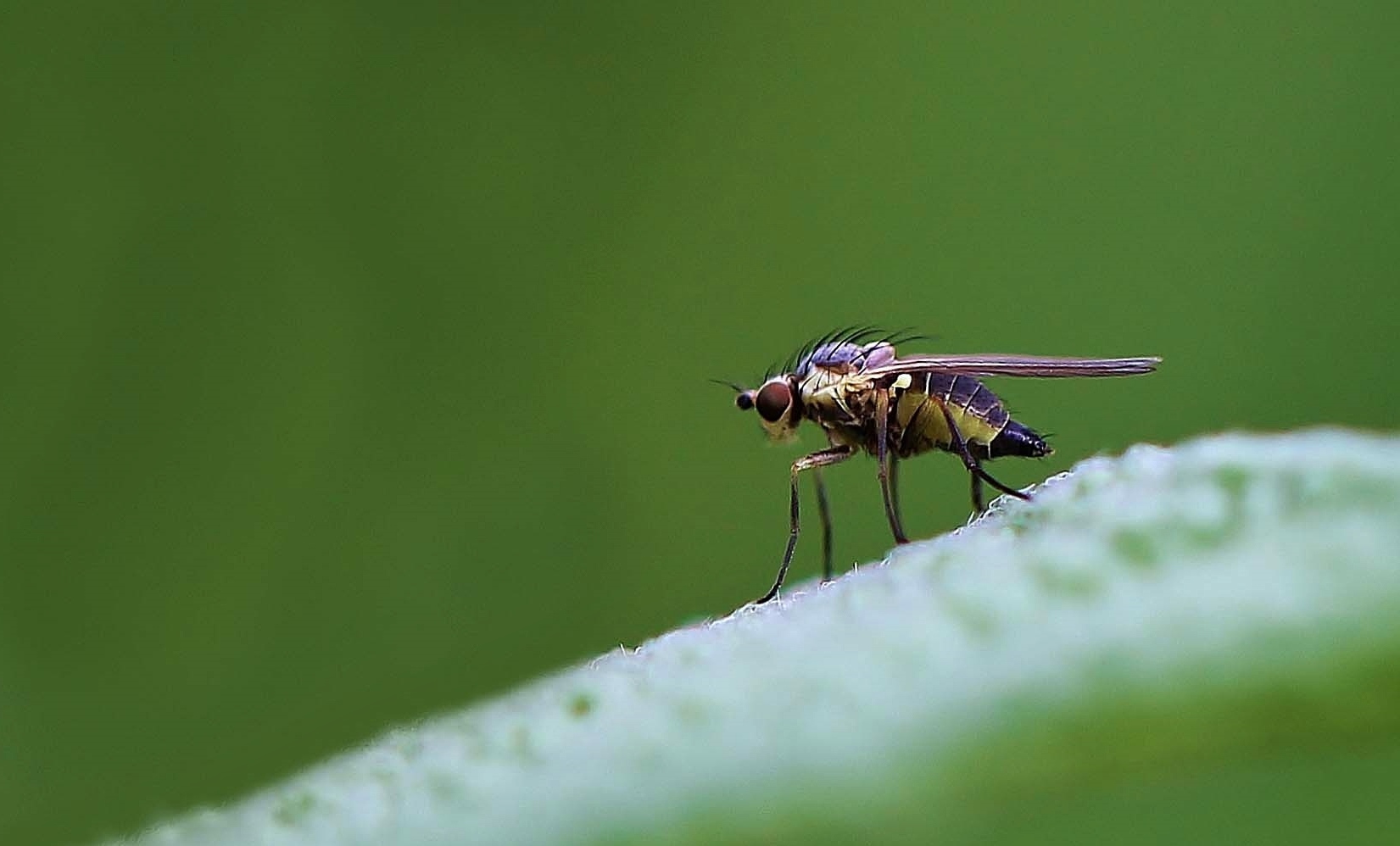 Fliege im Grünen