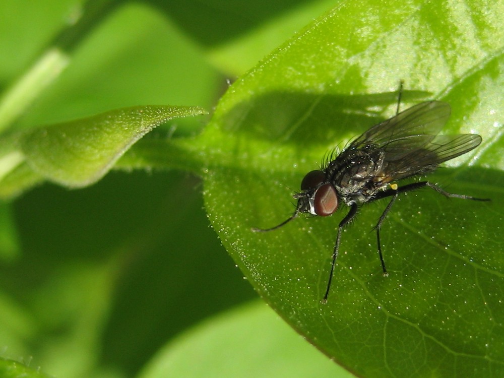 Fliege im Grünen