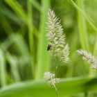 Fliege im Grünen