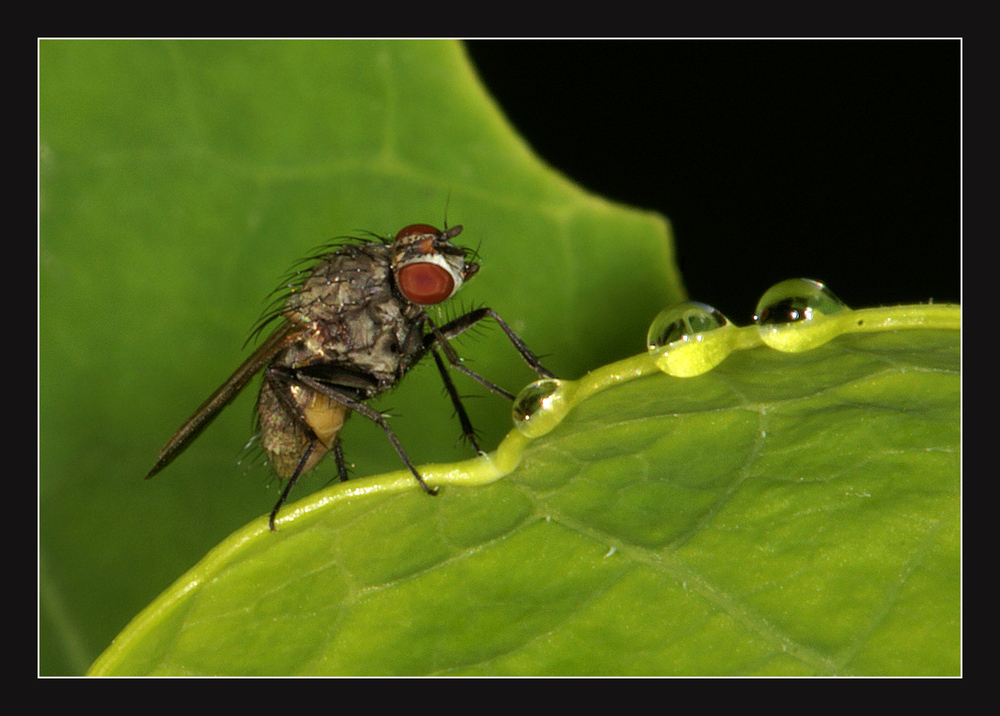 Fliege im Grünen