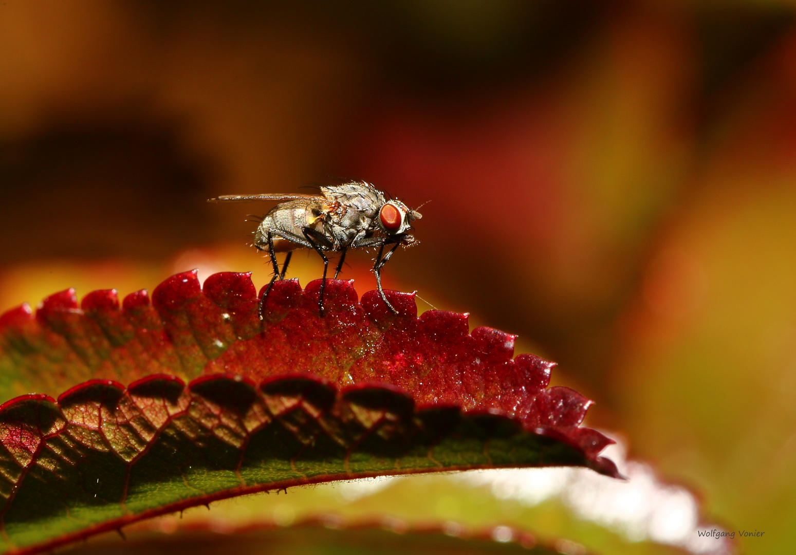 Fliege im Herbst