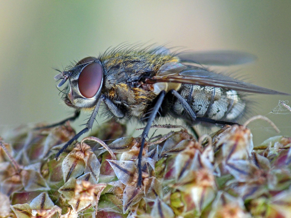 Fliege im Herbst