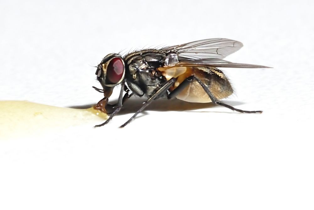 Fliege im Honigrausch