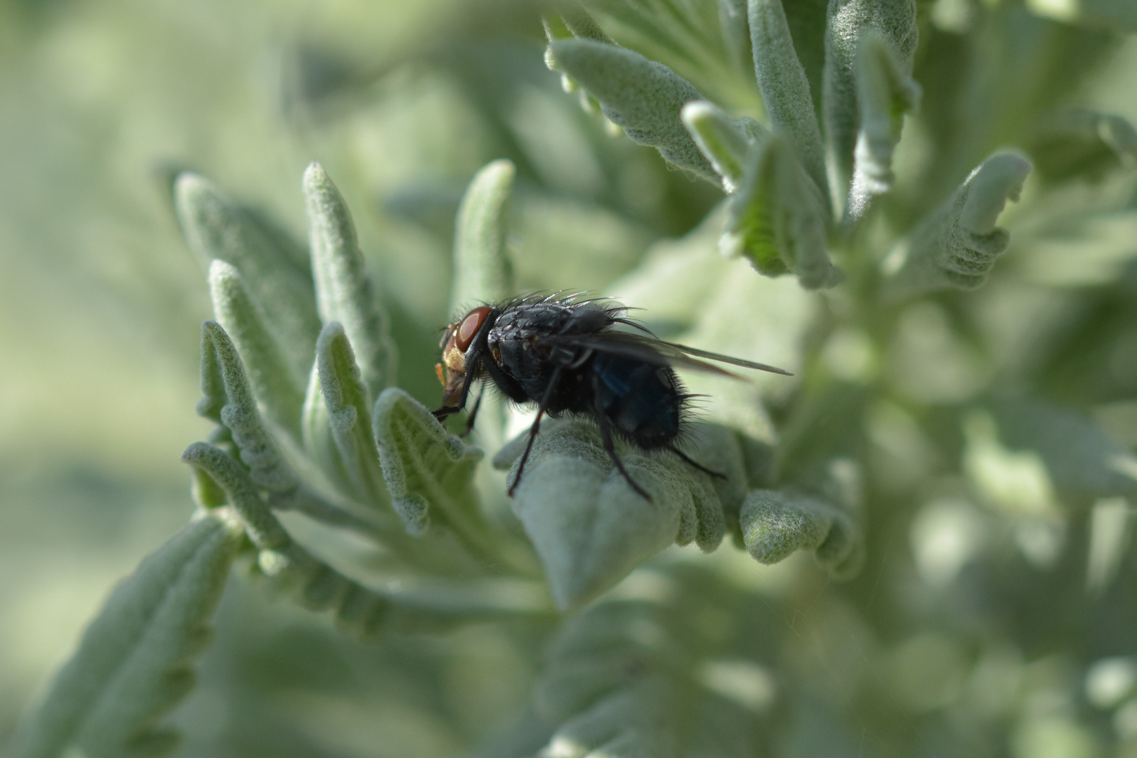 Fliege im Lavendel