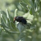 Fliege im Lavendel