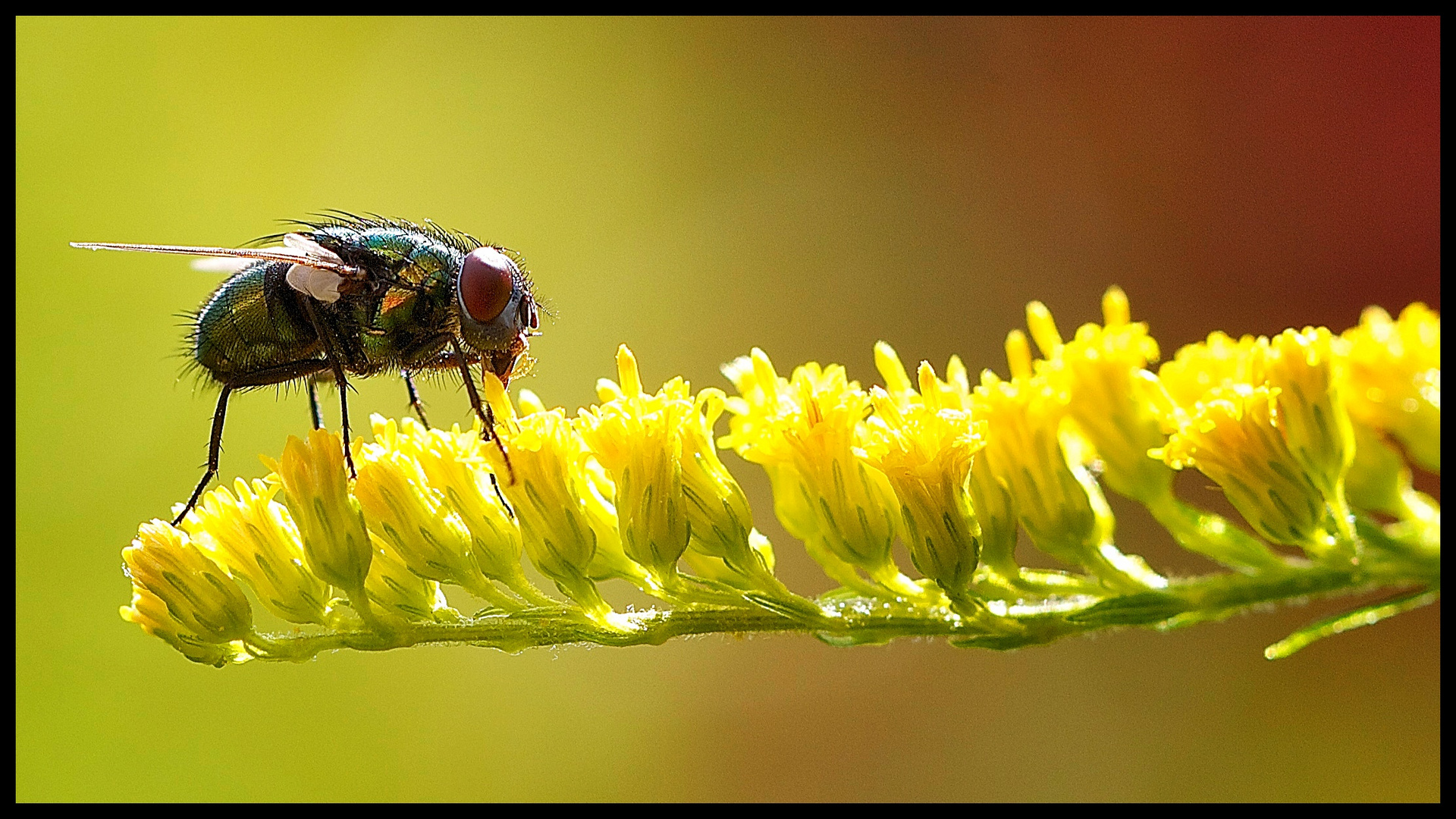 Fliege im Licht