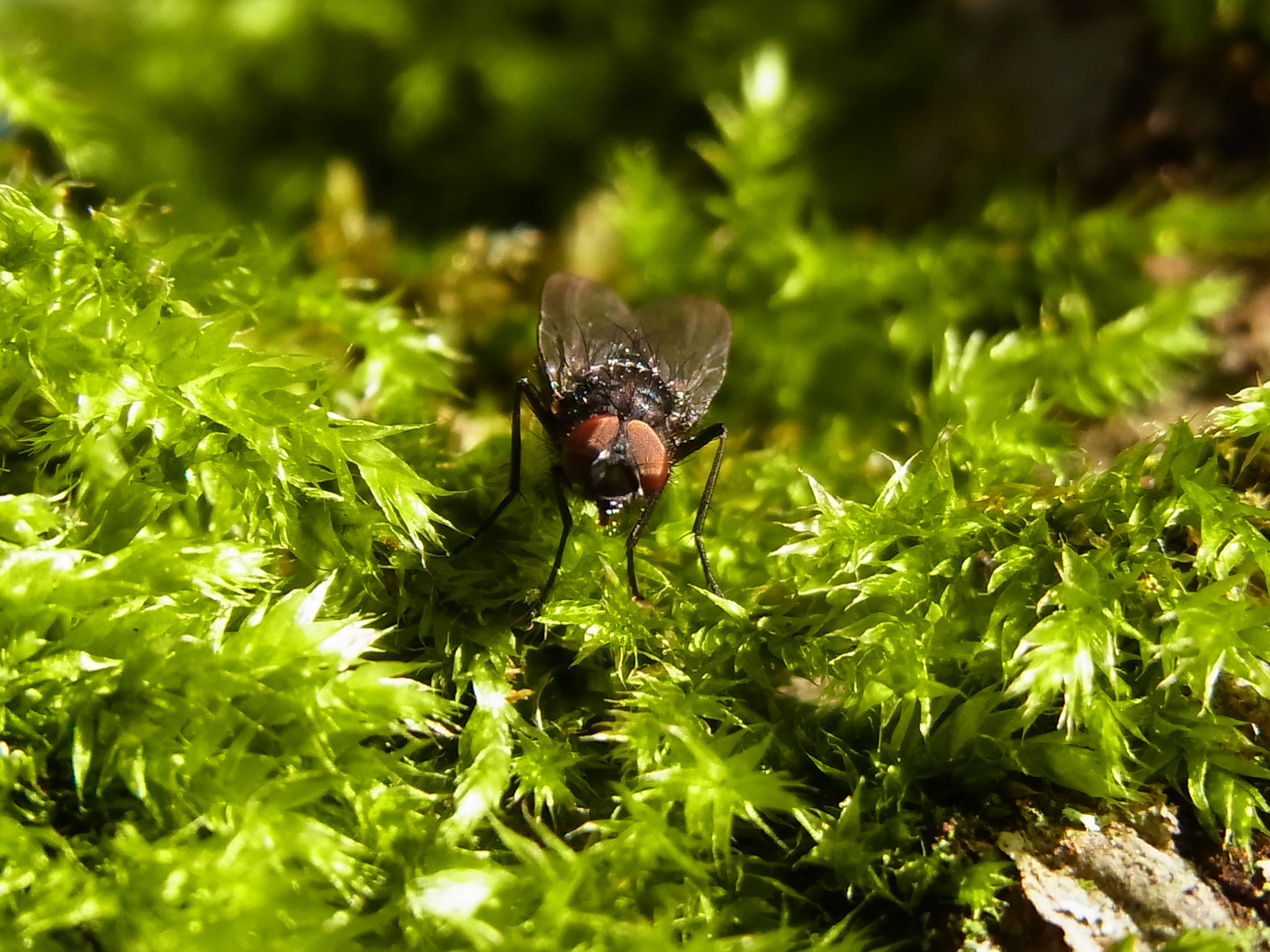 Fliege im Moos