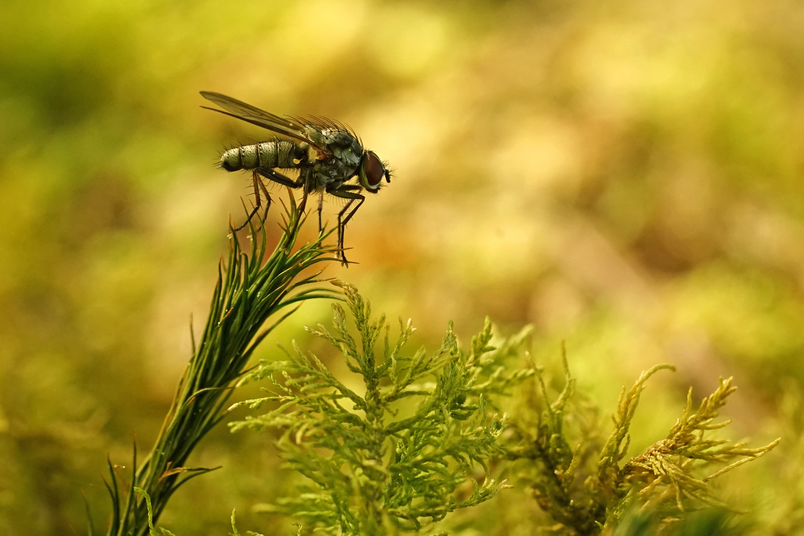 Fliege im Moos