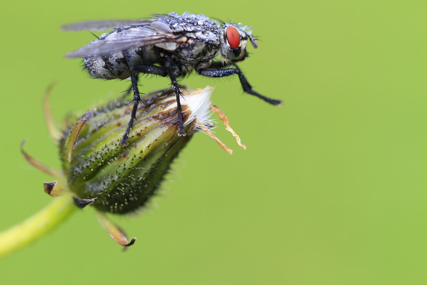 Fliege im Morgentau