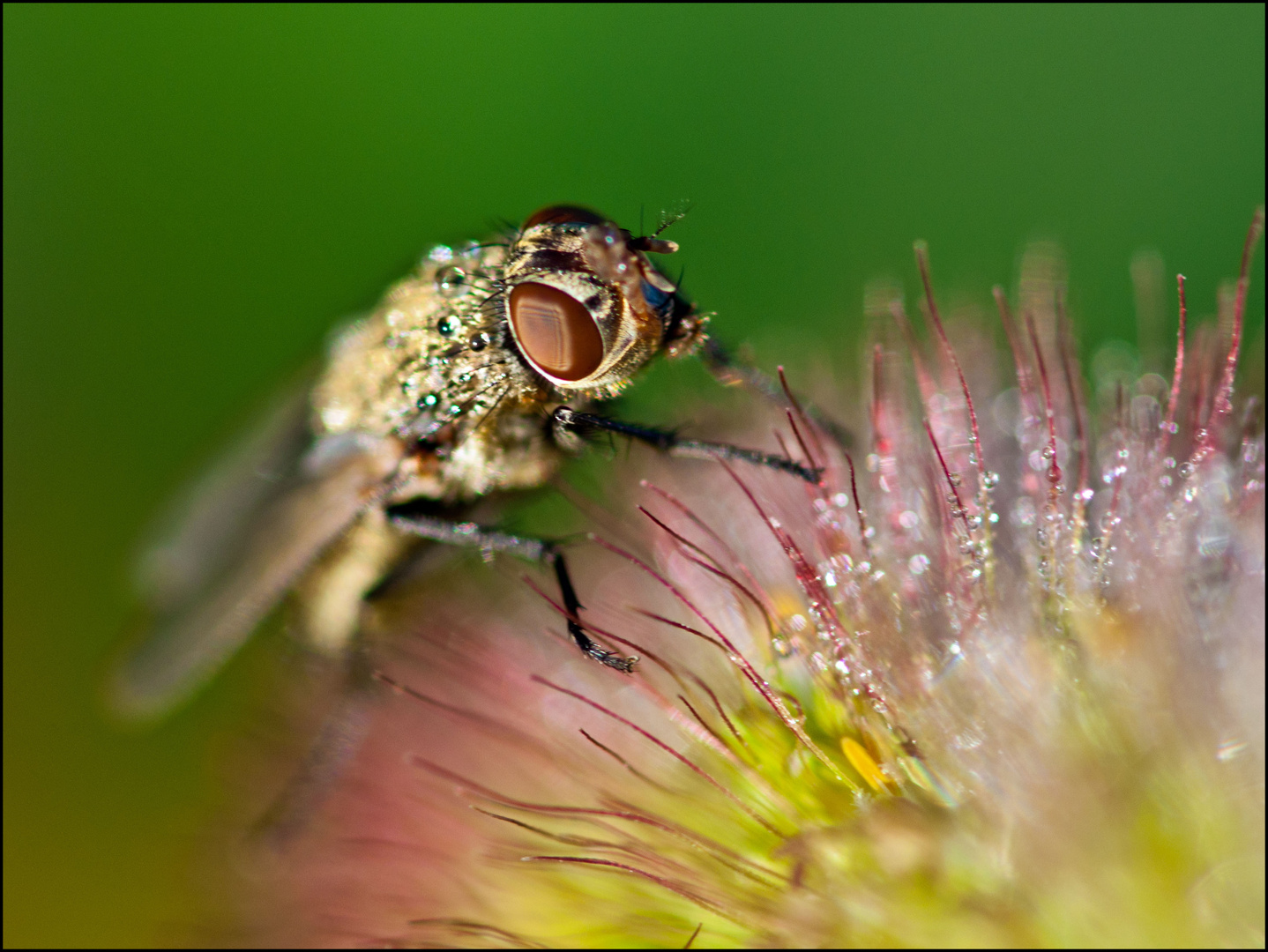 Fliege im Morgentau