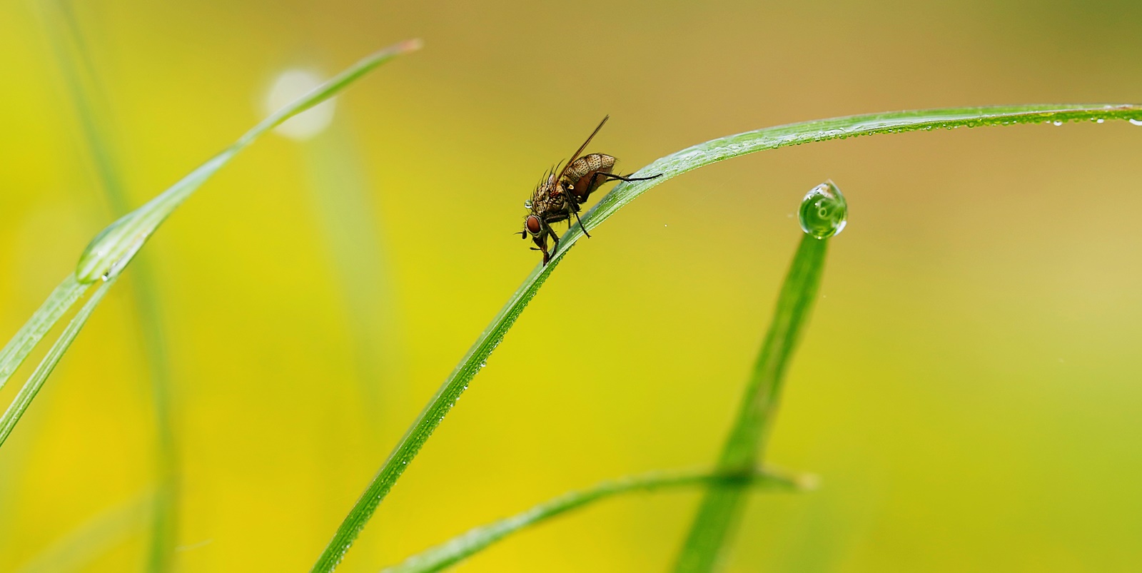 Fliege im Morgentau