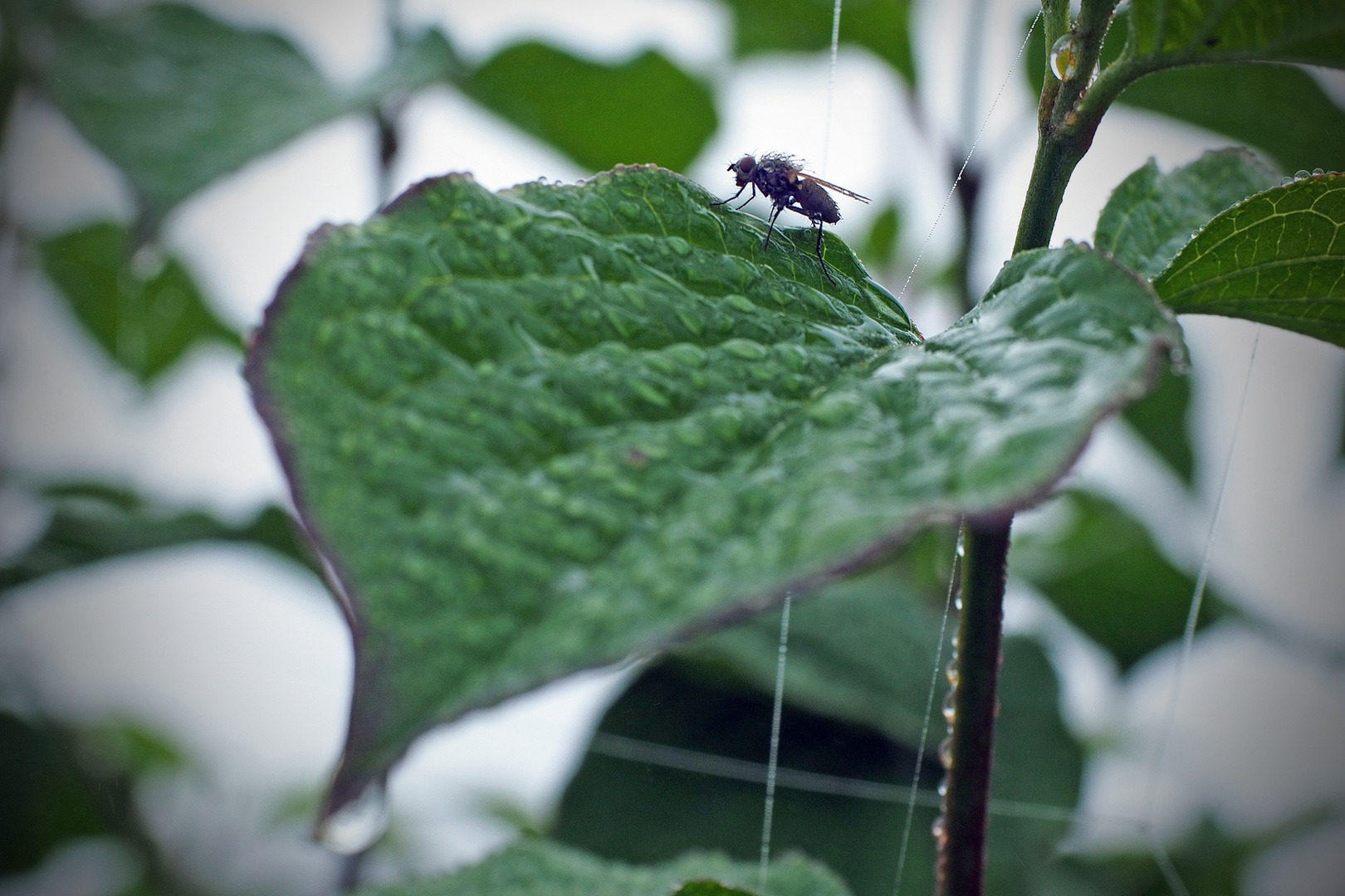 Fliege im Morgentau