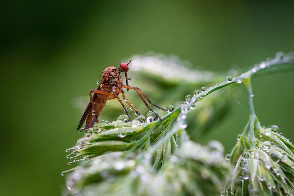 Fliege im Morgentau