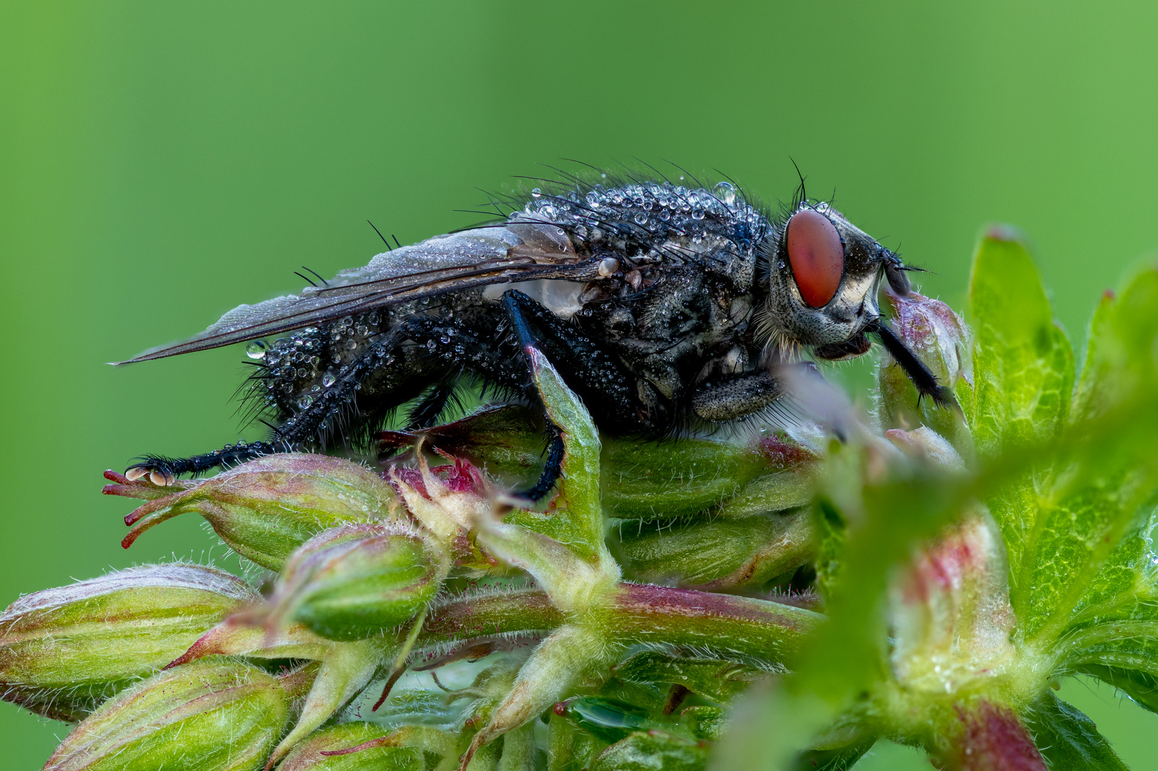 Fliege im Morgentau