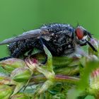 Fliege im Morgentau